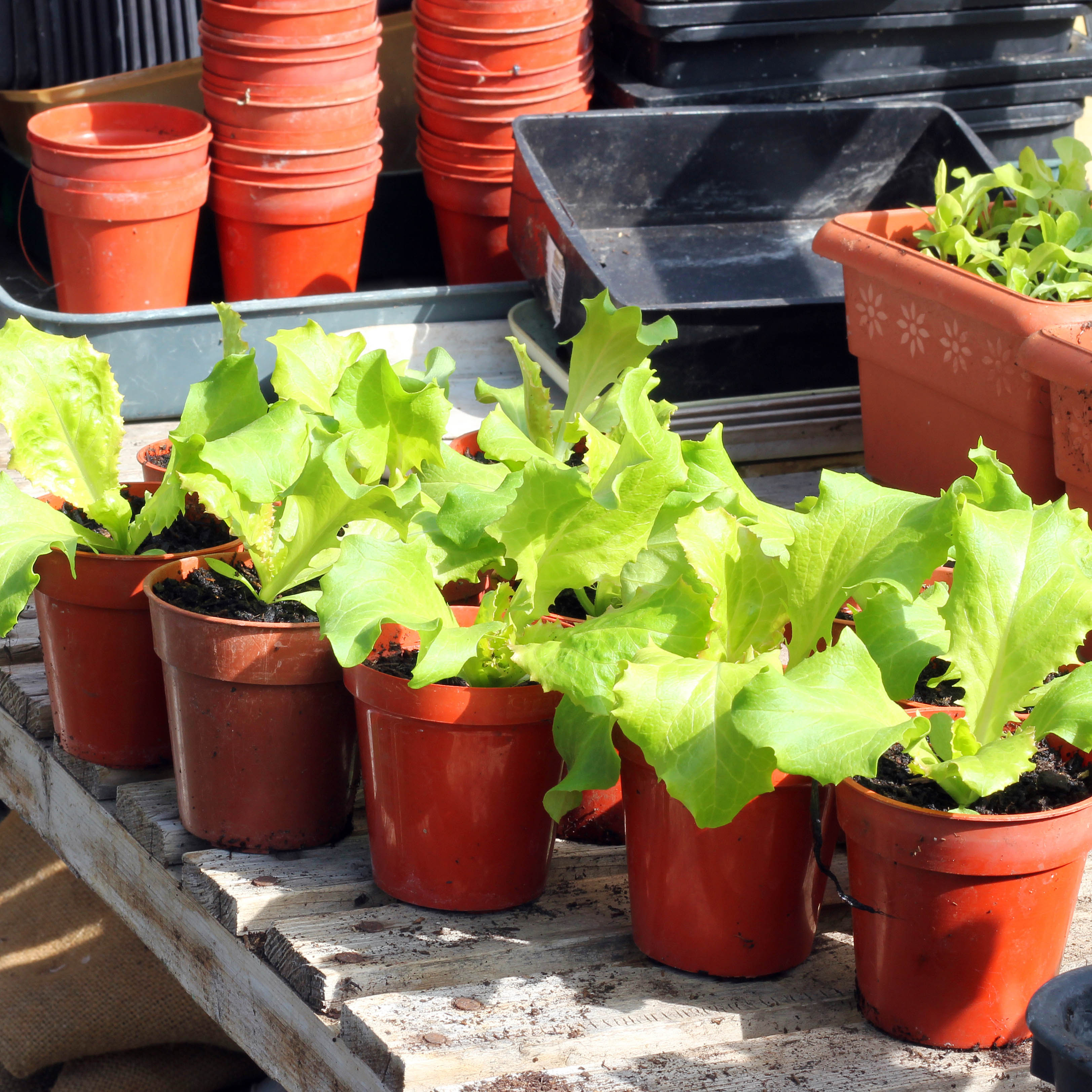 Plant Pots and Trays