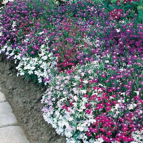 Lobelia String of Pearls Seeds from Mr Fothergill's Seeds and Plants | 2500 Seeds