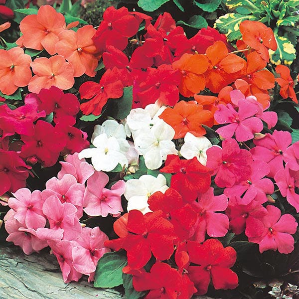 Busy Lizzie Mr F's Mixed F1 Seeds from Mr Fothergill's Seeds and Plants