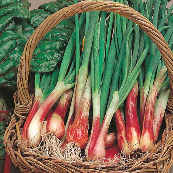 rose of roscoff onion seeds Onion (Spring) North Holland Blood Red Seeds from Mr Fothergill's Seeds and Plants