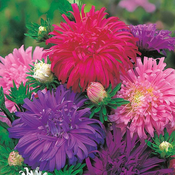 aster flower seeds Aster Ostrich Feather Seeds from Mr Fothergill's Seeds and Plants
