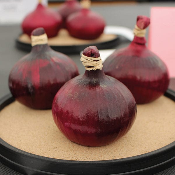 rose of roscoff onion seeds Mr Fothergill's 13146 Vegetable Seeds Onion Red Baron