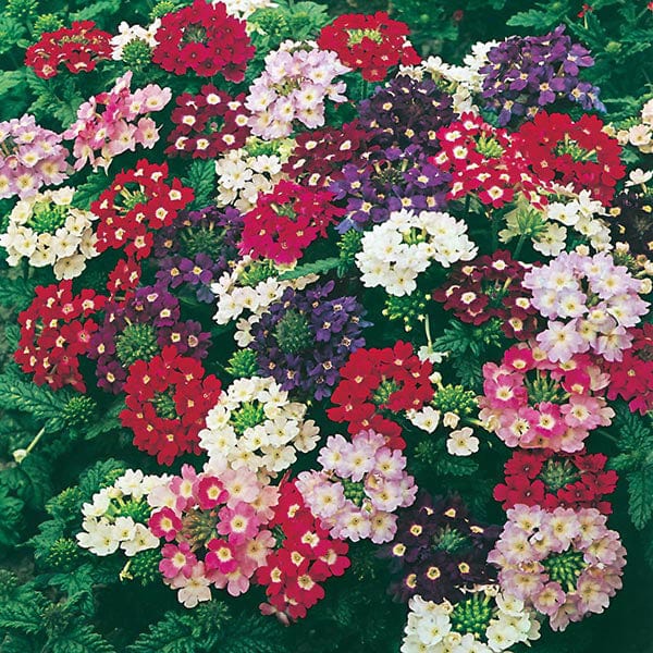 verbena plant seeds Verbena Compact Mixed Seeds from Mr Fothergill's Seeds and Plants