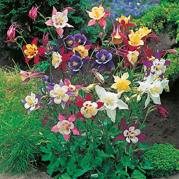 aquilegia seeds planting Aquilegia Caerulea McKana Giants Seeds | Flowers | Mr Fothergill's
