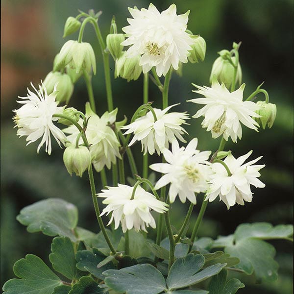 planting aquilegia seeds Aquilegia Lime Sorbet Seeds from Mr Fothergill's Seeds and Plants