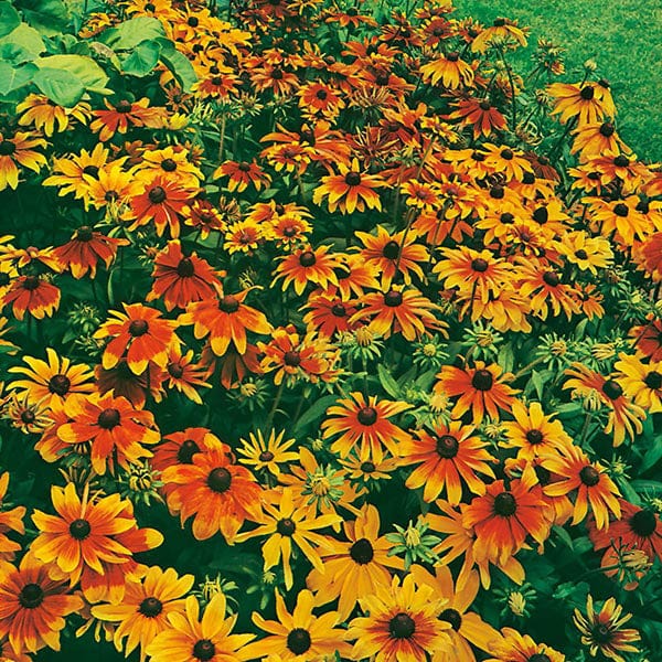 rustic garden seeds Rudbeckia Rustic Dwarf Mixed Seeds from Mr Fothergill's Seeds and Plants