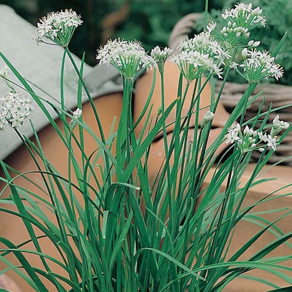 garlic chives plant Garlic Chive Seeds from Mr Fothergill's Seeds and Plants
