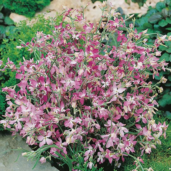 planting night scented stock seeds Matthiola Night Scented Stock