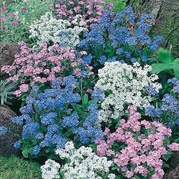 forget me not flower from seed Forget Me Not Mixed Seeds