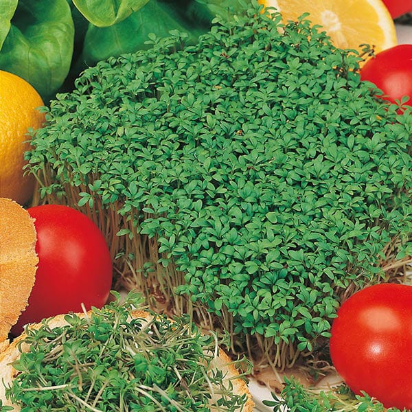 Salad Leaves Cress Fine Curled Seeds from Mr Fothergill's Seeds and Plants