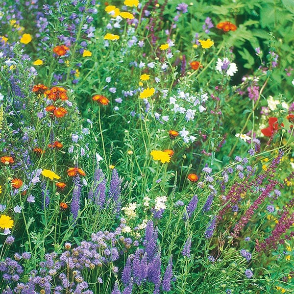 wild flower seeds Wildflower Wildlife Seeds Mixture