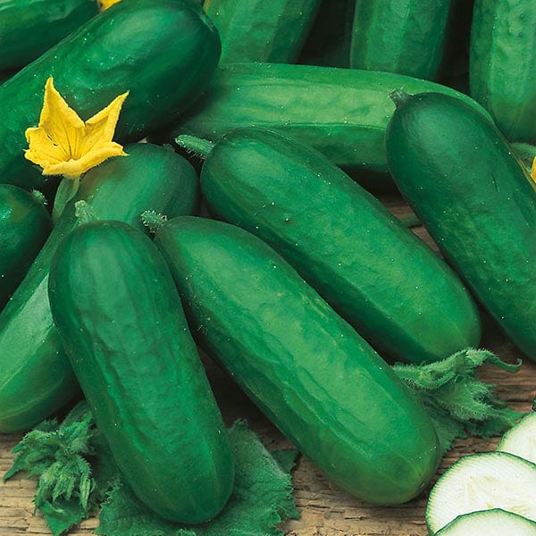 Cucumber Beth Alpha Seeds from Mr Fothergill's Seeds and Plants