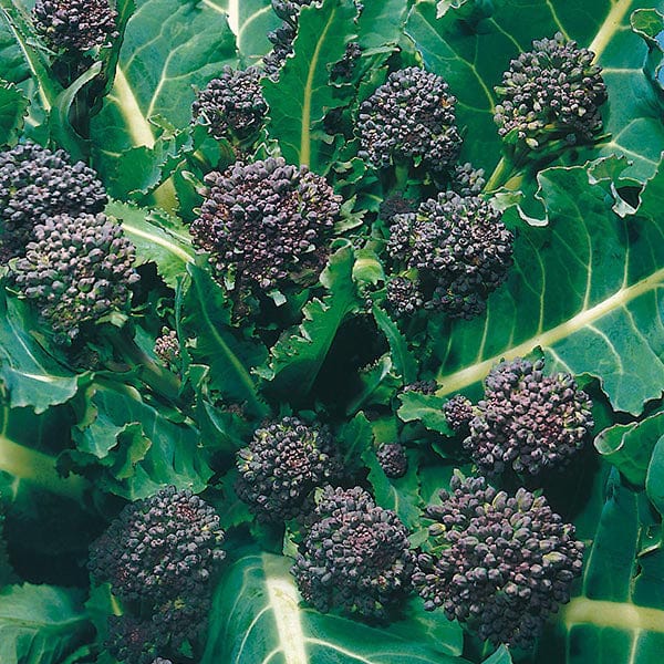 The Best Broccoli Seeds of 2024 | Garden Gate