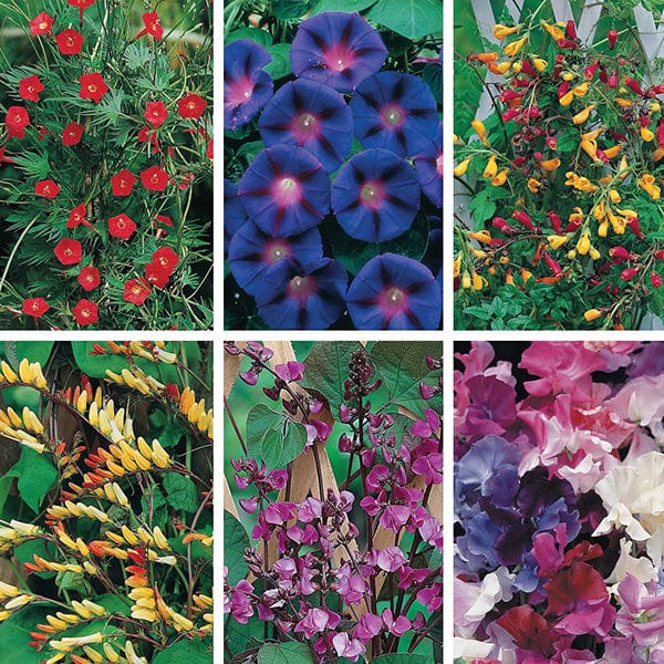 climber flower seeds Mixed Climber Seed Collection from Mr Fothergill's Seeds and Plants