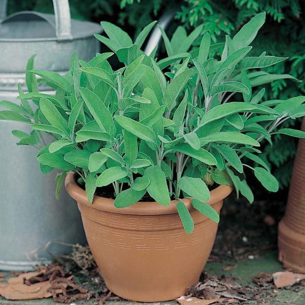 Sage Seeds from Mr Fothergill's Seeds and Plants