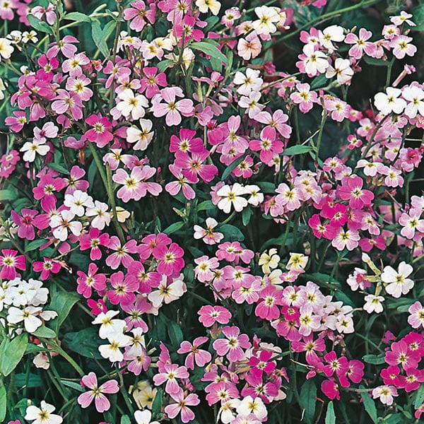 virginia stock flower seeds Stock Virginian Stock Finest Mix Seeds from Mr Fothergill's Seeds and Plants