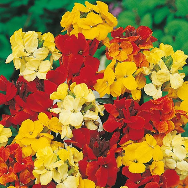 bedding flower seeds Wallflower Dwarf Bedding Mixed Seeds from Mr Fothergill's Seeds and Plants