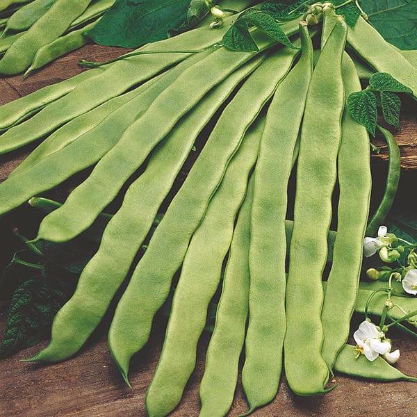 climbing plant seeds Climbing Bean Pantheon Seeds from Mr Fothergill's Seeds and Plants