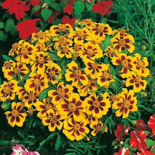 Marigold (French) Naughty Marietta Seeds from Mr Fothergill's Seeds and Plants