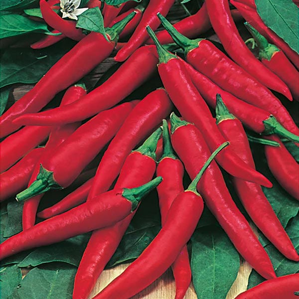 chilli plant seeds Chilli Pepper de Cayenne Seeds from Mr Fothergill's Seeds and Plants