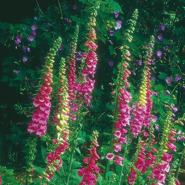 fox flower seed Foxglove Wild Foxglove Seeds from Mr Fothergill's Seeds and Plants