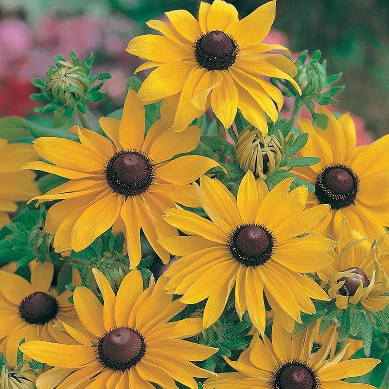 orange marmalade plant seeds Rudbeckia Marmalade Seeds from Mr Fothergill's Seeds and Plants