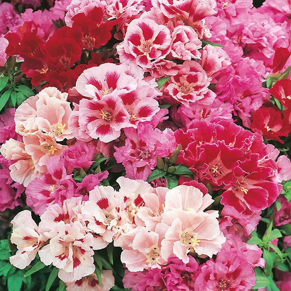 azalea flower seeds for sale Godetia Azalea Flowered Mixed Seeds from Mr Fothergill's Seeds and Plants