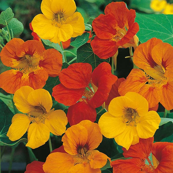 tomba flower seeds Nasturtium Tom Thumb Seeds from Mr Fothergill's Seeds and Plants