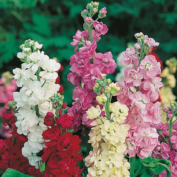 stock flower seed Stock Dwarf Ten Week Mixed Seeds from Mr Fothergill's Seeds and Plants