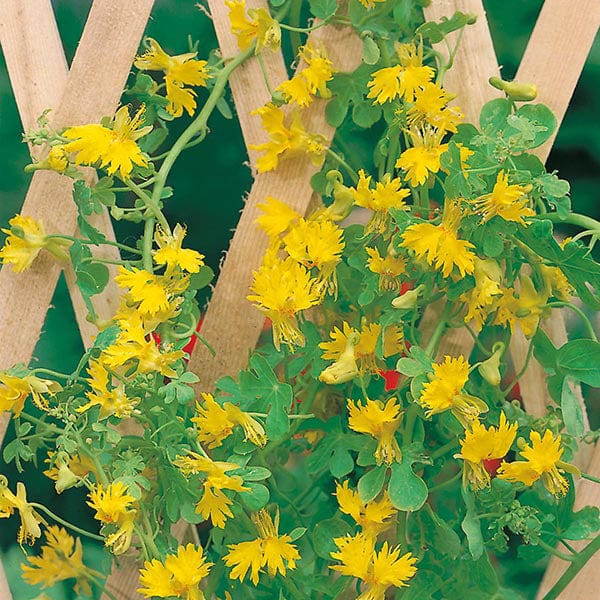 canary plant Canary Creeper Seeds from Mr Fothergill's Seeds and Plants