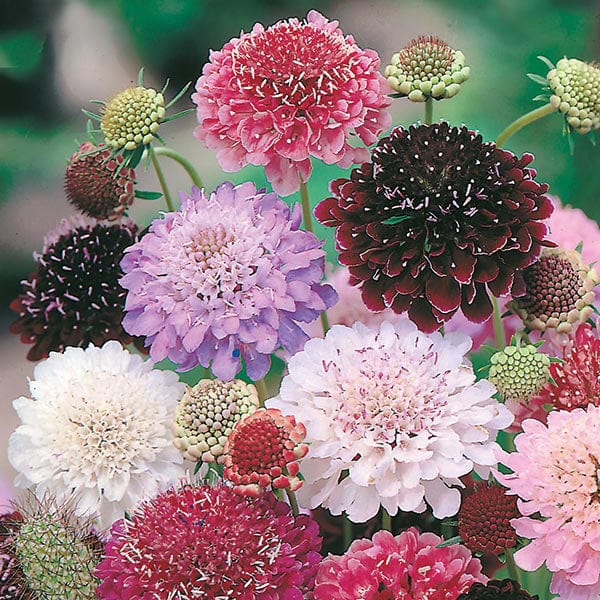 scabious plant Scabious Tall Double Mixed Seeds from Mr Fothergill's Seeds and Plants