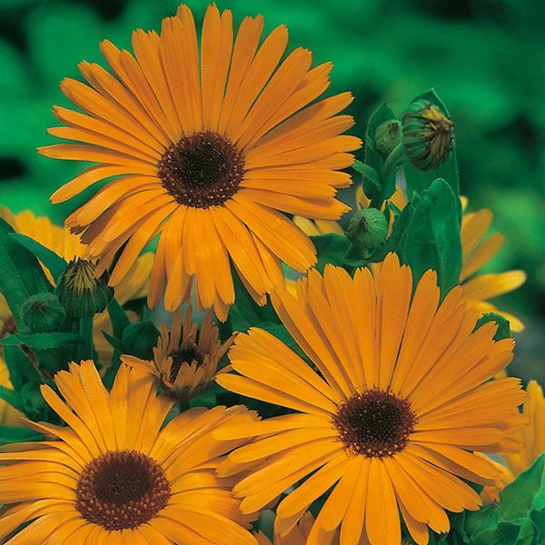 calendula potted plant Calendula Pot Marigold Nova Seeds from Mr Fothergill's Seeds and Plants