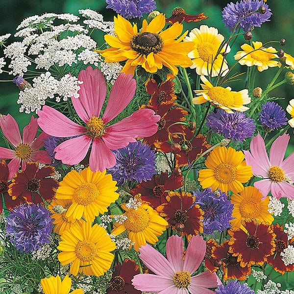 Mixed Wildlife Attracting Annual Seeds