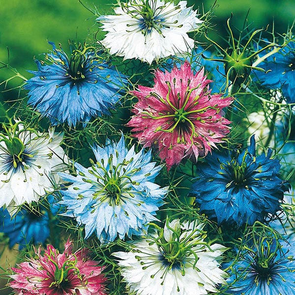 middlemist flower seeds Nigella Persian Jewels Seeds from Mr Fothergill's Seeds and Plants