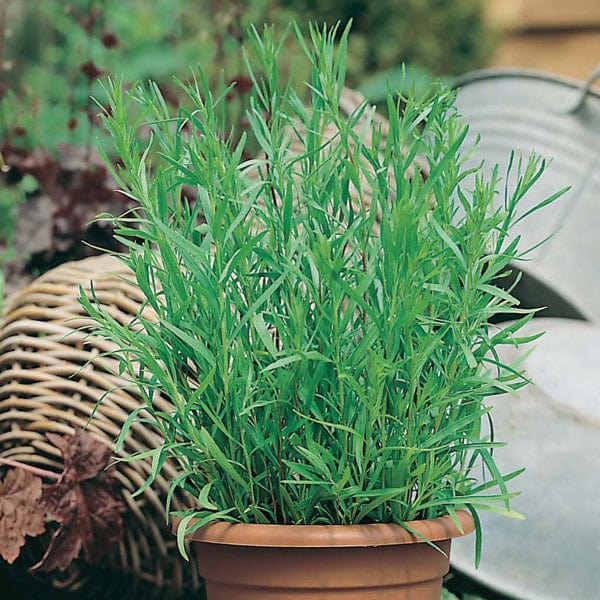 Tarragon Russian Seeds from Mr Fothergill's Seeds and Plants