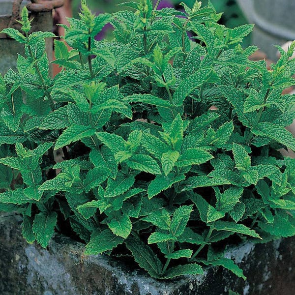 fig ficus plant Fiddle Leaf Fig: Popular Plant with Large Rounded Leaves - Ficus Tree  Plants - (4.25