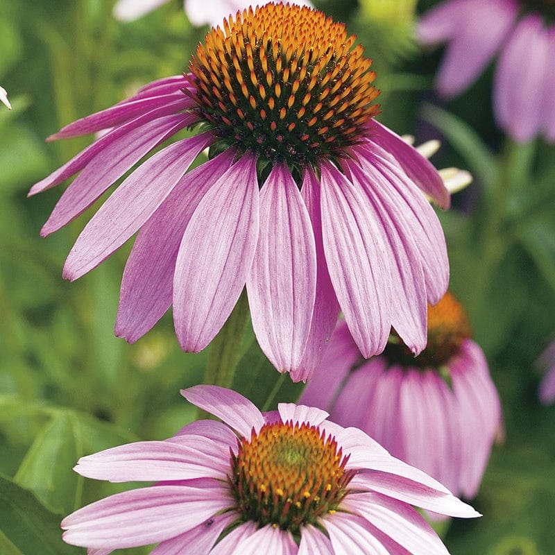 Echinacea Purple Coneflower