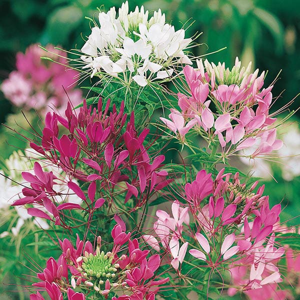 plant cleome seeds Cleome Colour Fountain Seeds from Mr Fothergill's Seeds and Plants