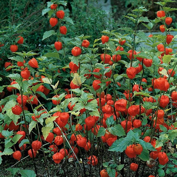 chinese lantern plant from seed Chinese Lantern Seeds