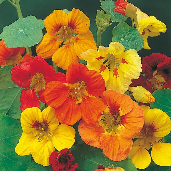 seeds for trailing plants Nasturtium Trailing Mixed