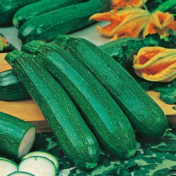plant courgette seeds Zucchini All Green Bush Seeds