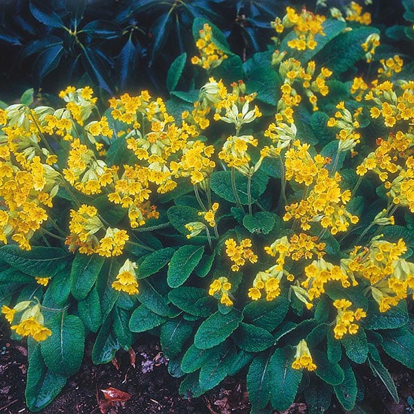 indoor curcuma plant Curcuma Siam Carara Sparkling