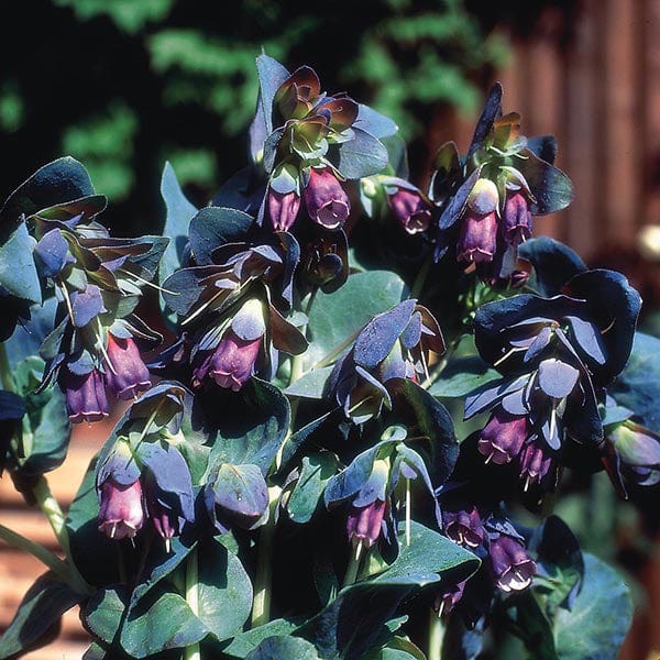 planting cerinthe seeds Cerinthe major purpurascens Seeds from Mr Fothergill's Seeds and Plants