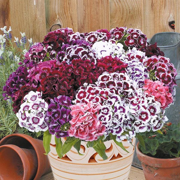 sweet william flower seeds Sweet William Electron Seeds from Mr Fothergill's Seeds and Plants