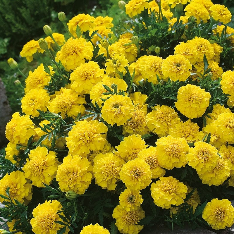 yellow french marigold seeds Marigold (French) Yellow Jacket Seeds from Mr Fothergill's Seeds and Plants
