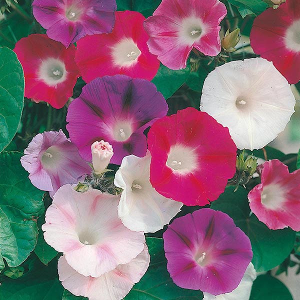 morning glory mixed seeds Morning Glory Ipomoea Choice