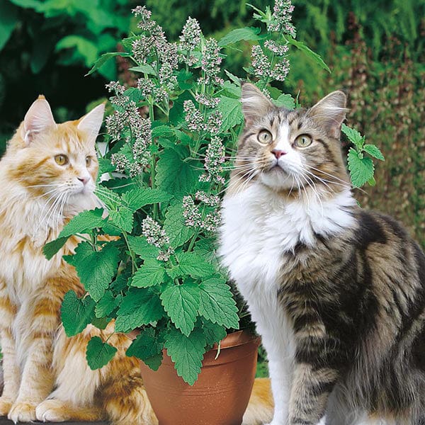 catnip seeds for planting Nepeta Catnip Seeds from Mr Fothergill's Seeds and Plants