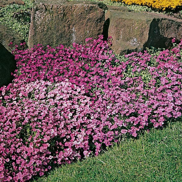 Aubrieta Large Flowered Mix