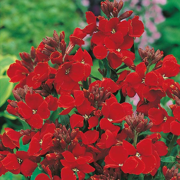 wall flower seeds Wallflower Scarlet Bedder Seeds from Mr Fothergill's Seeds and Plants