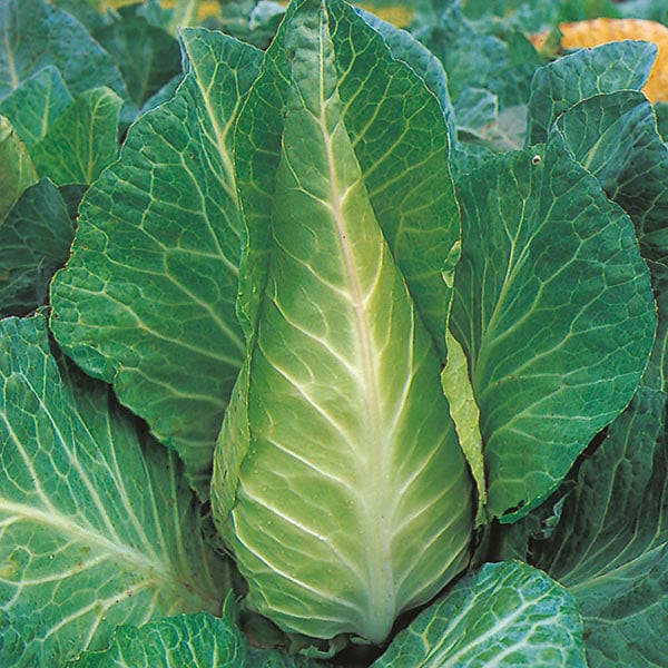 Cabbage Filderkraut Seeds from Mr Fothergill's Seeds and Plants | 350 Seeds